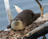 River Otter at Trout Lake on a Log.jpg