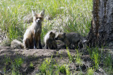 Fox with Two Kits.jpg