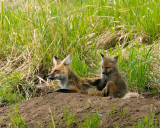 Momma Fox and Her Kit.jpg