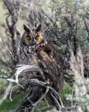 Long Eared Owl.jpg