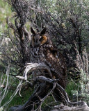 Long Eared Owl in Little America.jpg