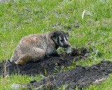 Badger Digging up Baby Ground Squirrels.jpg