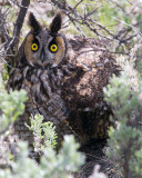 Long Eared Owl Under a Bush.jpg