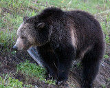 Grizzly Sow at Sedge Bay.jpg