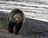 Grizzly alongshore.jpg