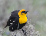 Yellow Headed Blackbird at Slough Creek.jpg