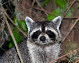 Racoon by Lake Hancock.jpg