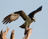 Osprey with Dinner.jpg