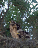 Momma and Baby Hawks.jpg