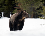 Grizzly at Fishing Bridge with Mist on the Snow.jpg