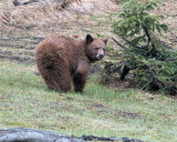 Cinnamon Black Bear Near Roaring Mountain.jpg