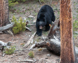 Black Bear Coming Down the Hill at Rainy Lake.jpg