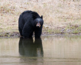 Black Bear Sow Reflection.jpg