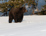 Courting Pair Grizzly on the Hill Near LeHardy Rapids.jpg