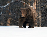Courting Pair Grizzly.jpg