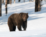 Grizzly in the Snow.jpg
