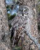 Great Grey Owl Near Bridge Bay.jpg