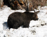 Grizzly at LeHardy Rapids.jpg