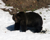 Grizzly at LeHardy Rapids in the Snow.jpg