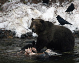 Grizzly in the Yellowstone River on a Carcass.jpg