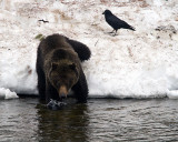 Grizzly Climbing into the Yellowstone River.jpg
