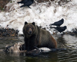 Grizzly on the Bison Carcass at LeHardy Rapids.jpg