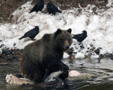 Grizzly Pulling Bison Carcass in the River.jpg