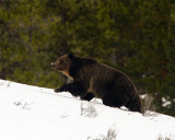 Blond Face Grizzly Climbing the Hill Near Fishing Bridge Junction.jpg