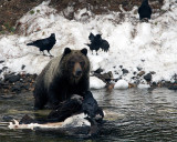 Grizzly on the Carcass.jpg