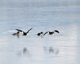 Goldeneye Ducks in Sedge Bay.jpg
