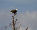 Eagle Preparing to Launch.jpg