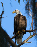 Eagle Eye.jpg