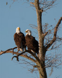Eagle Pair.jpg