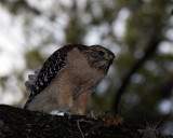 Red Shoulder Hawk Eating Snake on Limb.jpg