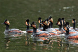 Eared Grebes at Trout Lake.jpg