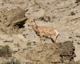 Bighorn Lamb on the Rock.jpg