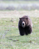 Grizzly Head On.jpg
