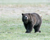 Grizzly Sniffing the Air.jpg