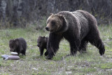 Grizzly 610 with her Cubs.jpg
