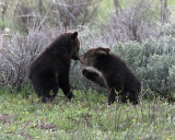 Grizzly Cubs Nose to Nose.jpg