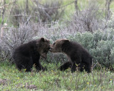 Grizzly Cubs Playing.jpg
