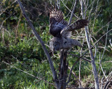 Great Grey Owl Taking Flight.jpg