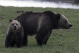 Norris Junction Grizzly Sow with Cub.jpg