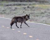 Wolf Crossing.jpg