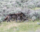 Lamar Canyon Wolf Near Soda Butte Cone.jpg