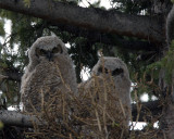 Great Horned Owl Chicks on the Nest.jpg