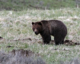 Hayden Valley Grizzly.jpg