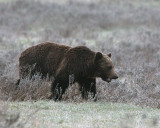 Grizzly at Wapiti Trailhead.jpg