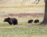 Blaze and Her Cubs Near Pelican Creek.jpg