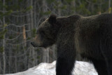 West Thumb Grizzly Close Up.jpg